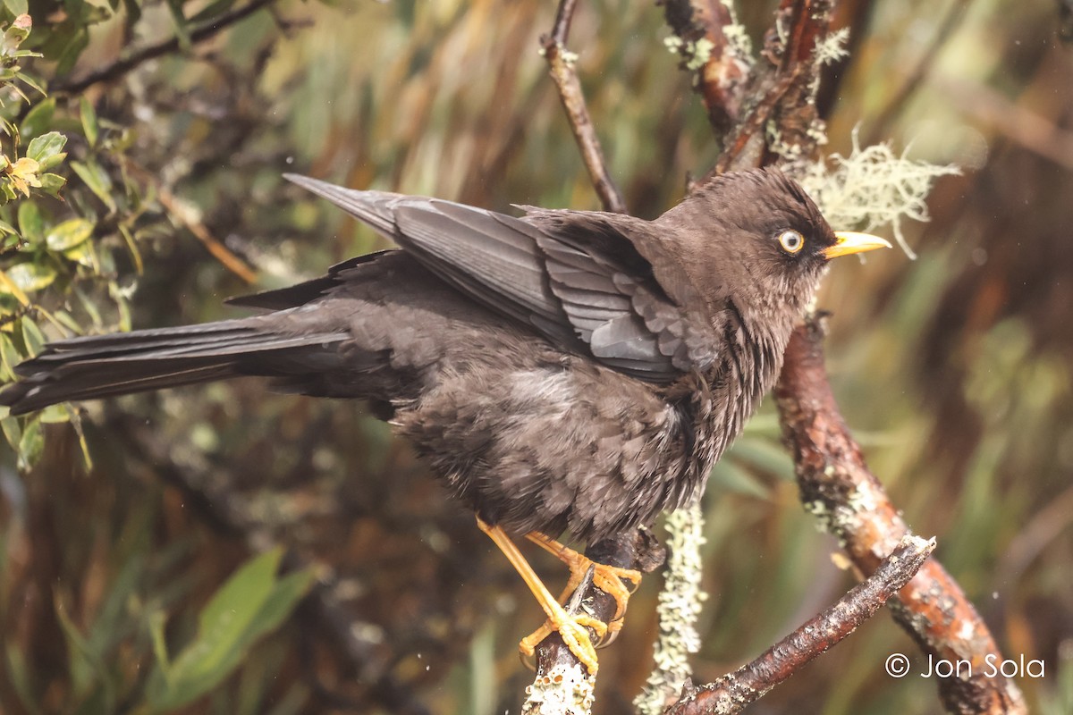 Sooty Thrush - ML621131648