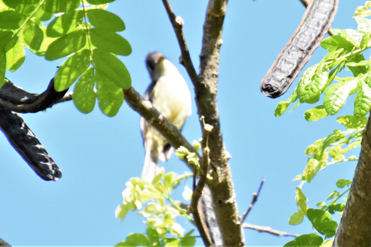 Great Lizard-Cuckoo (Cuban) - ML621131684