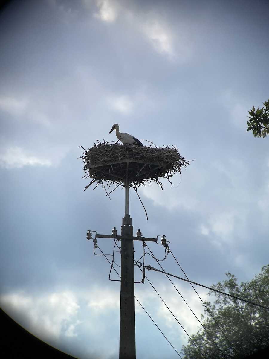 White Stork - ML621131686