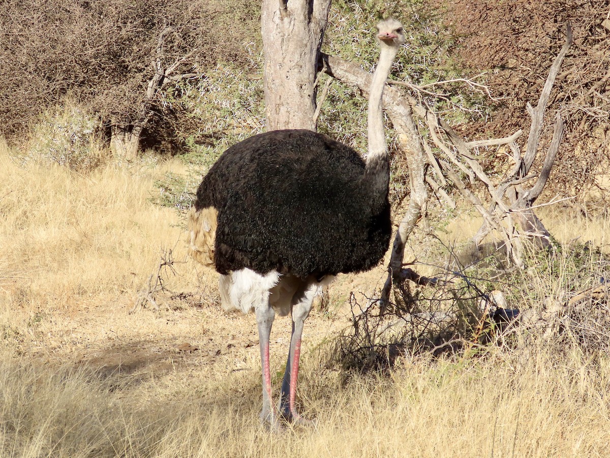 Африканский страус - ML621131706