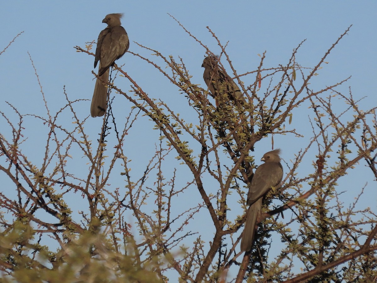 Gray Go-away-bird - ML621131738