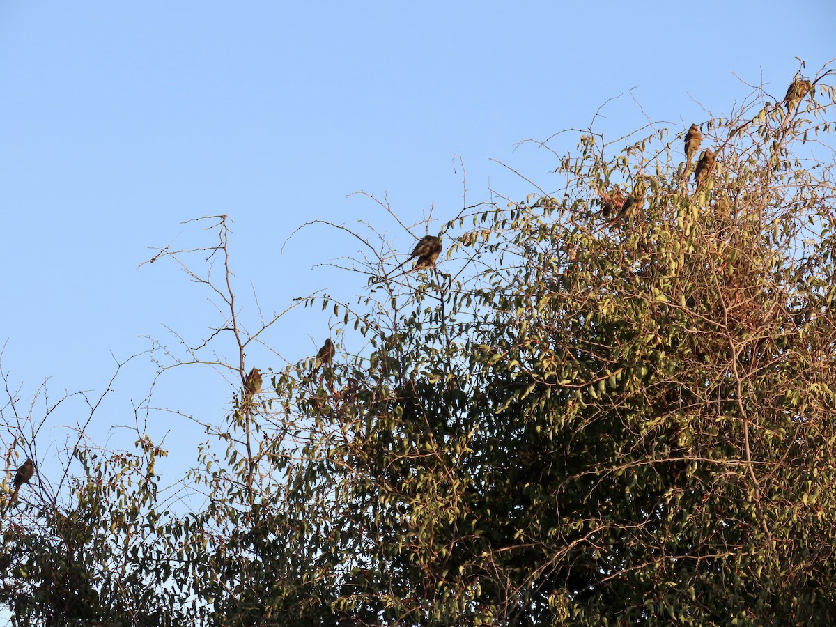 Red-faced Mousebird - ML621131742