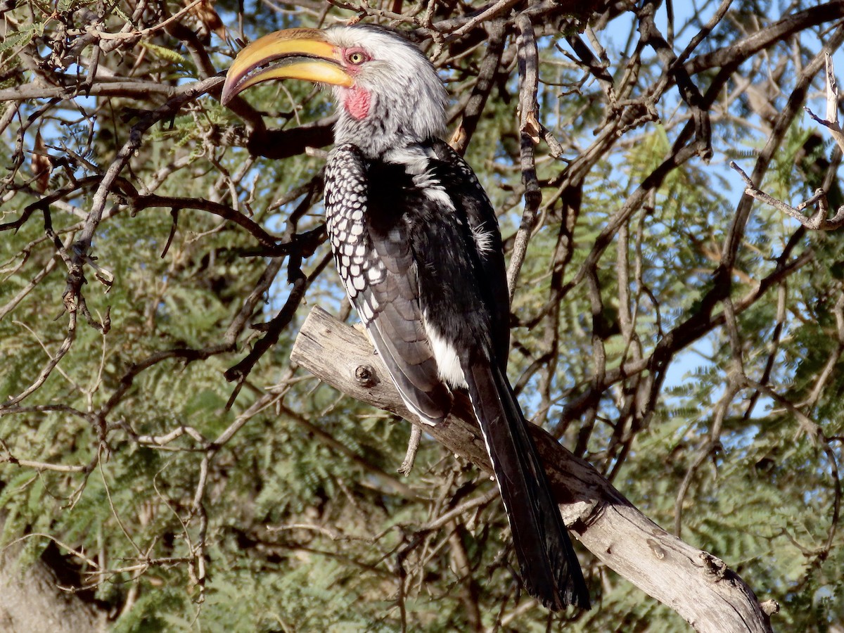 Southern Yellow-billed Hornbill - ML621131758