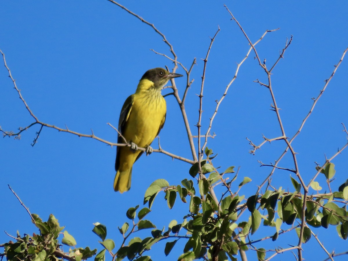 African Black-headed Oriole - ML621131763