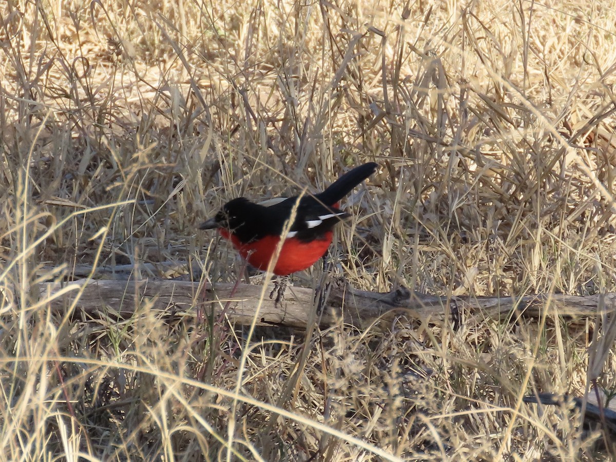 Crimson-breasted Gonolek - ML621131780