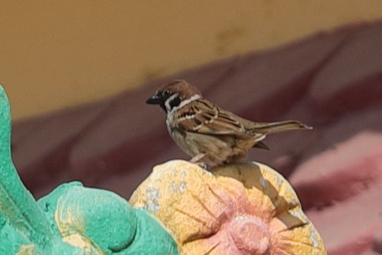 Eurasian Tree Sparrow - ML621131798