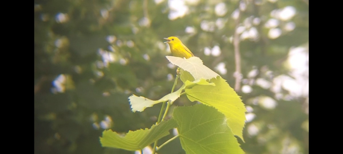 Yellow Warbler (Northern) - ML621131810