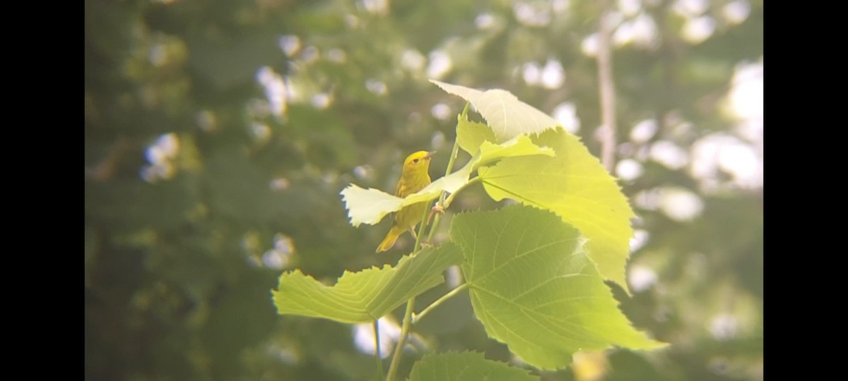 Yellow Warbler (Northern) - ML621131811