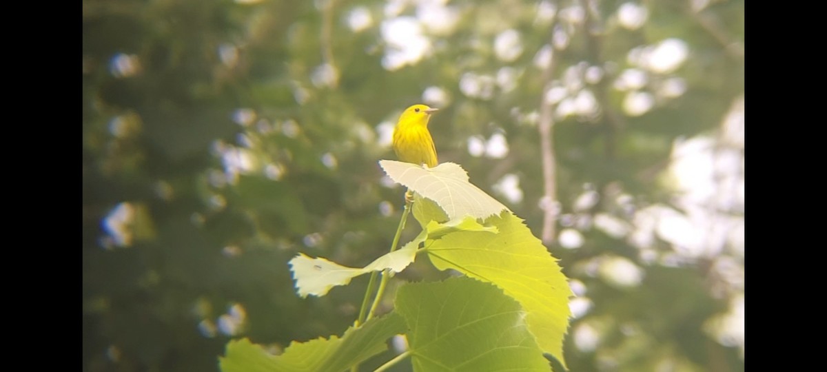 Yellow Warbler (Northern) - ML621131812