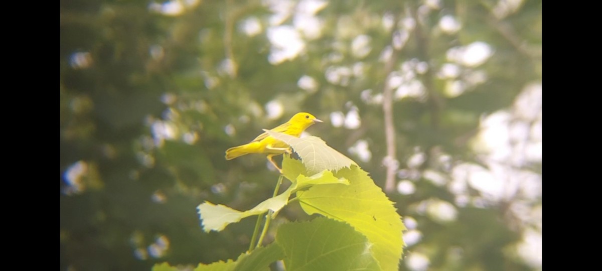 Yellow Warbler (Northern) - ML621131813
