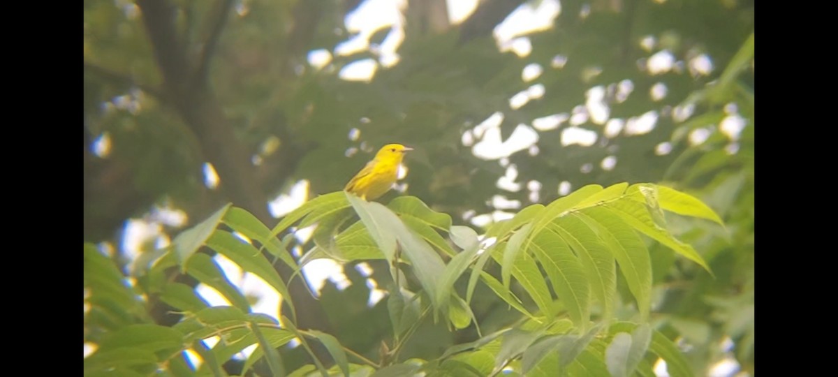 Yellow Warbler (Northern) - ML621131816