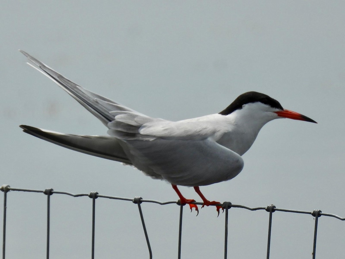 Common Tern - ML621131823