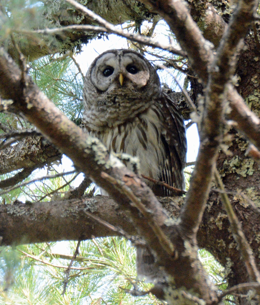 Barred Owl - ML621131826