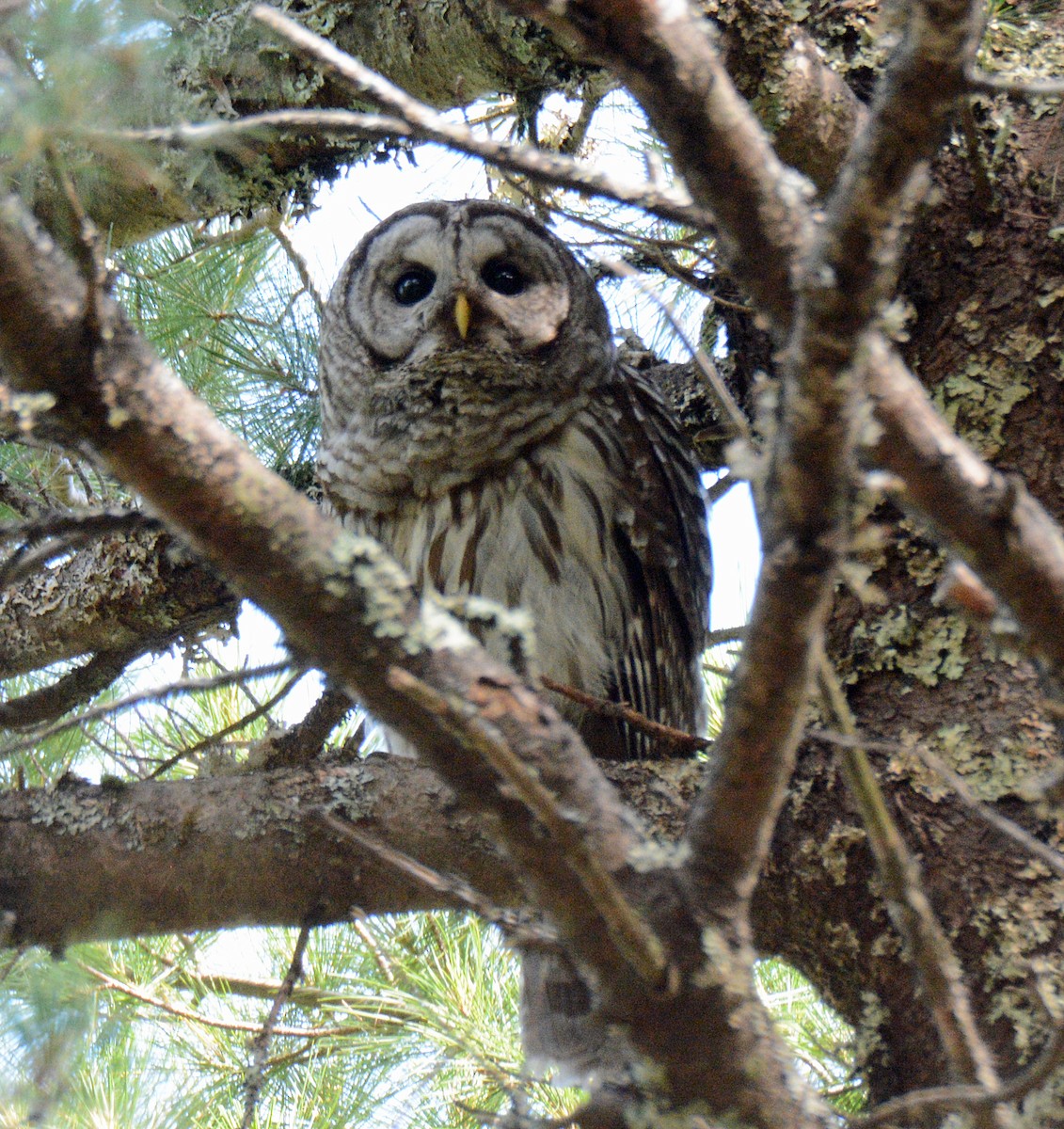 Barred Owl - ML621131827