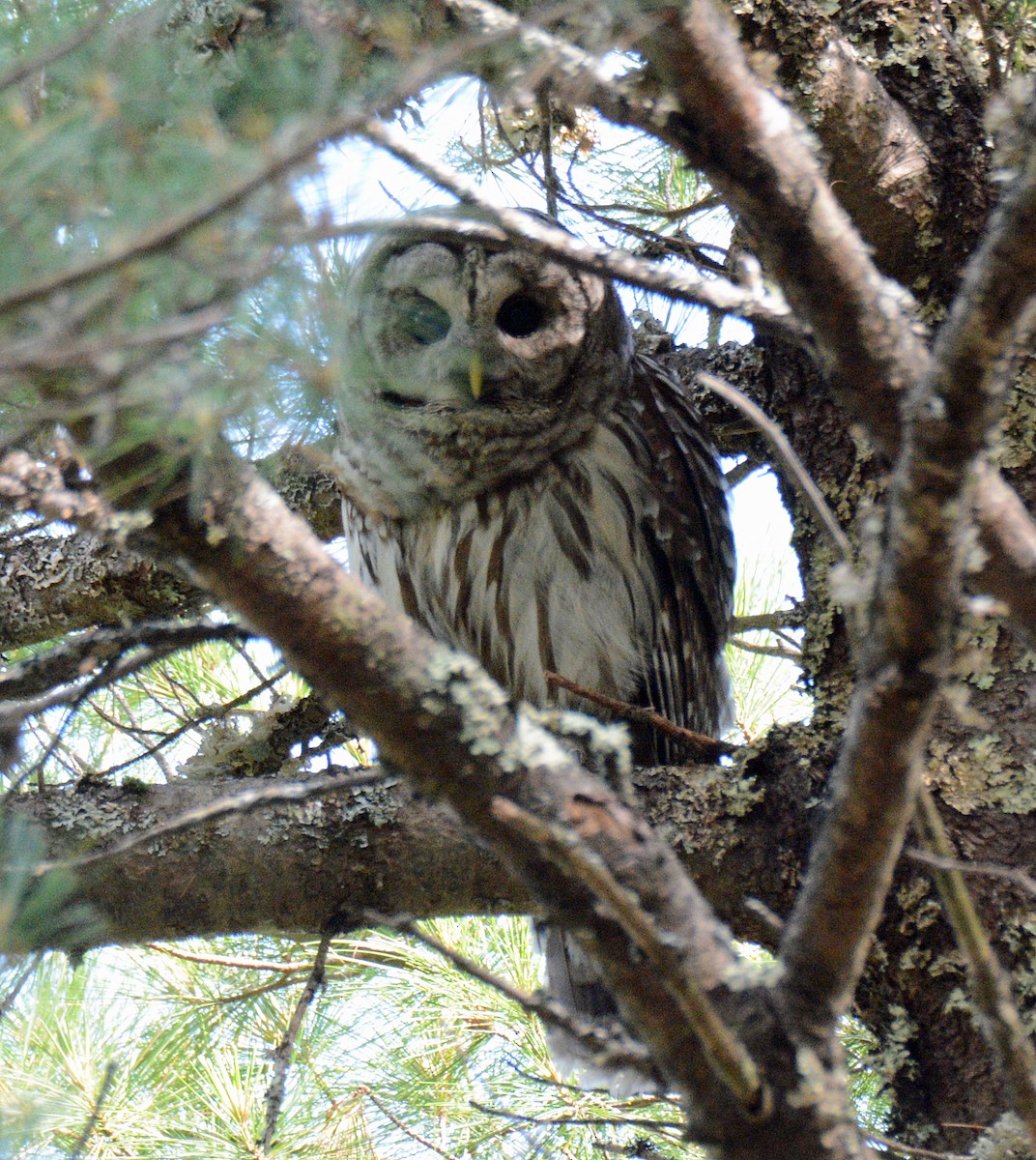 Barred Owl - ML621131828