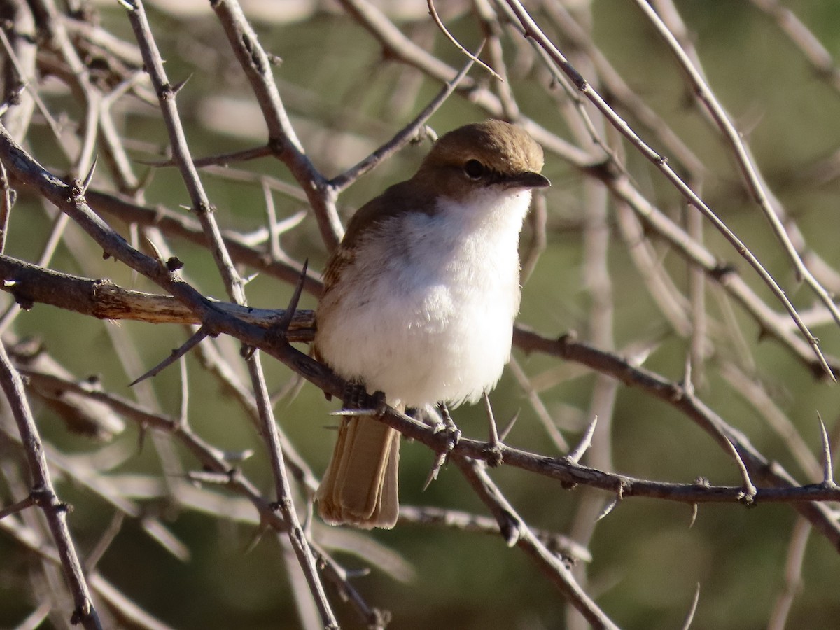 Marico Flycatcher - ML621131861