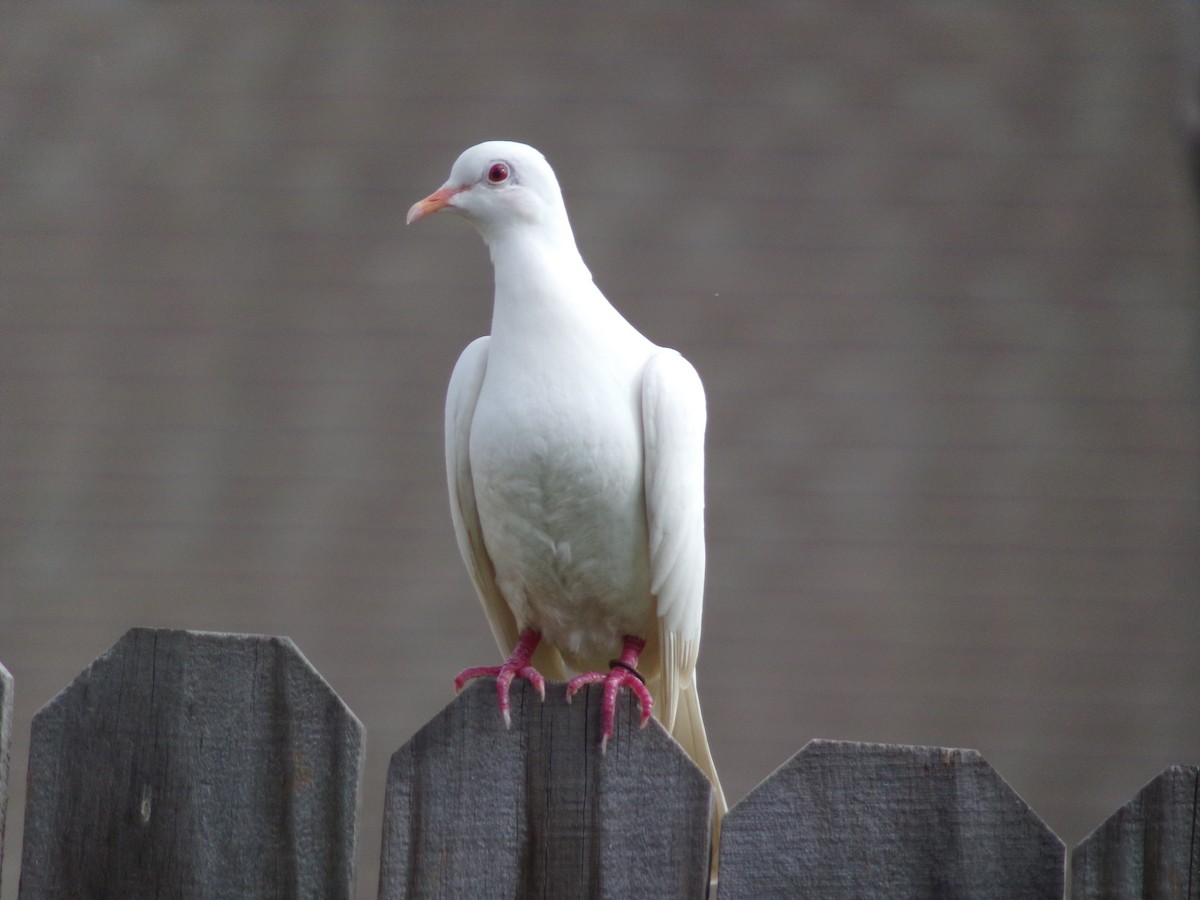 Сизый голубь (Одомашненного типа) - ML621131886