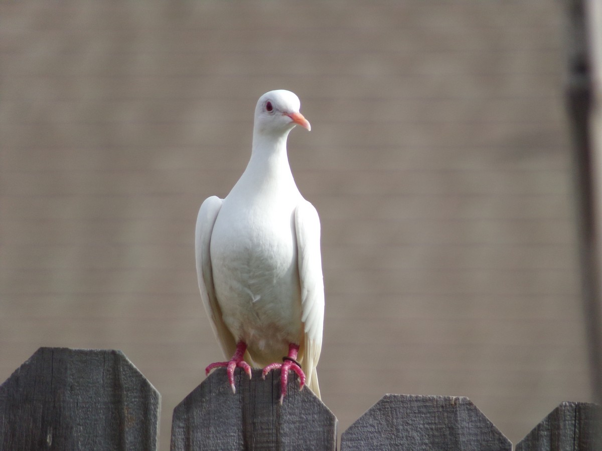 Rock Pigeon (Feral Pigeon) - ML621131887