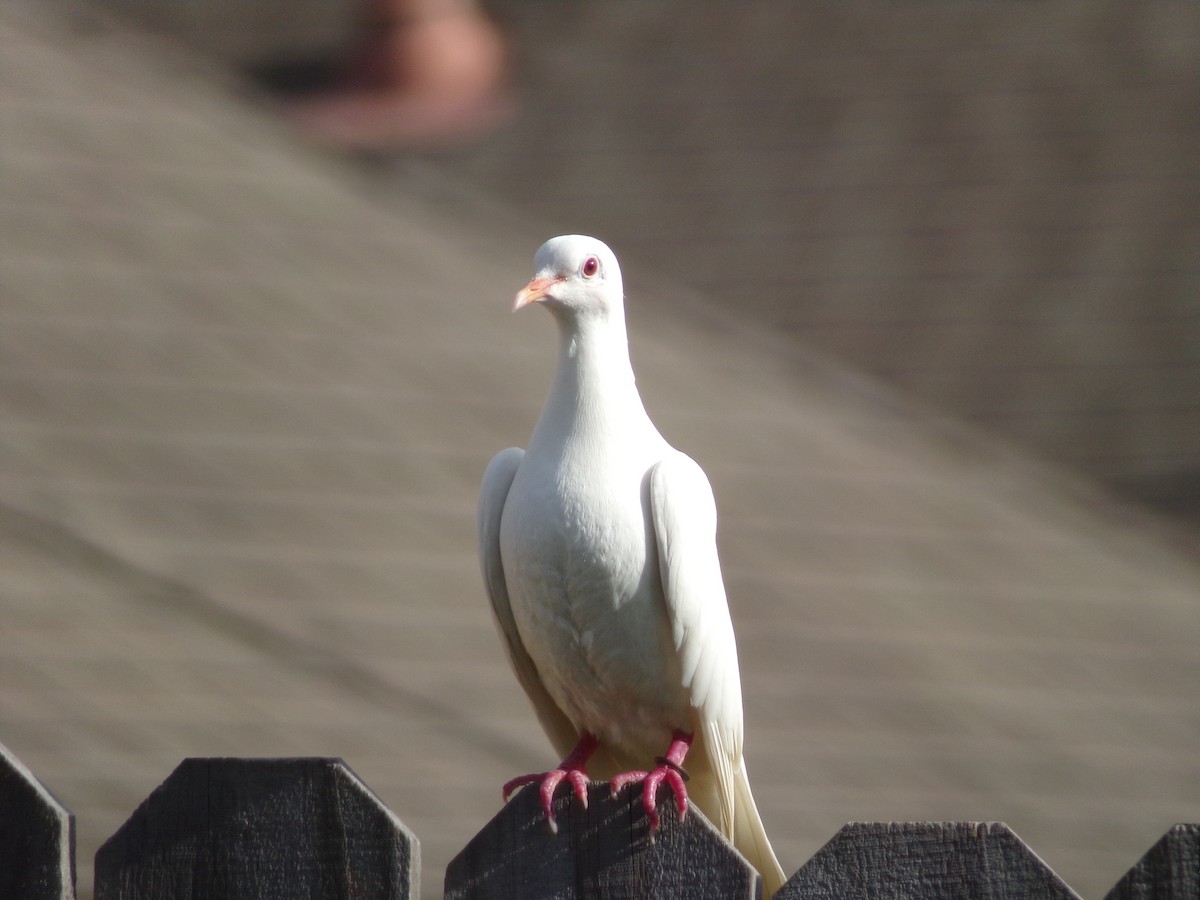 Rock Pigeon (Feral Pigeon) - ML621131889