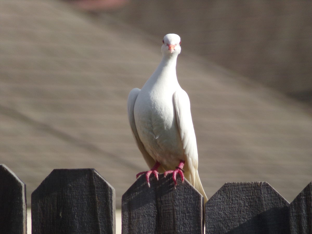 Rock Pigeon (Feral Pigeon) - ML621131890