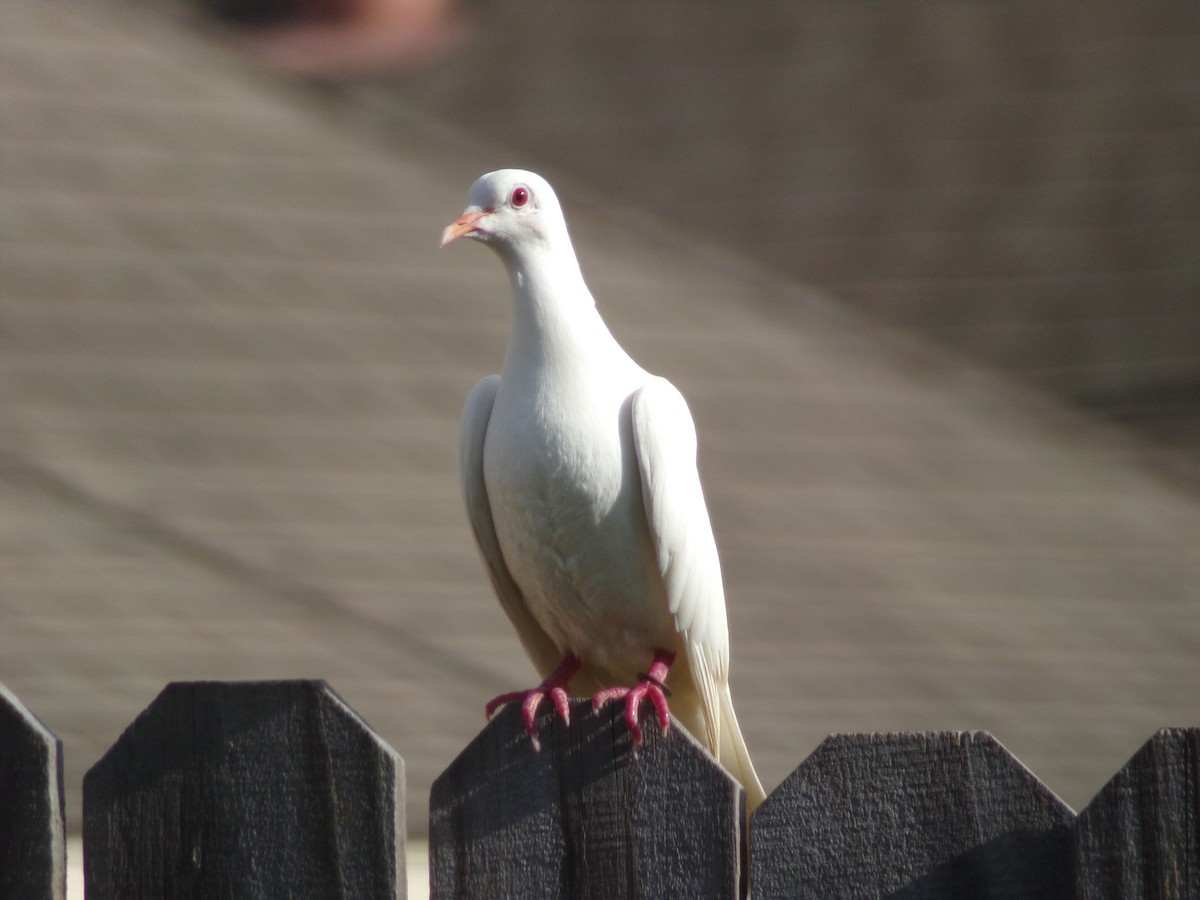 Сизый голубь (Одомашненного типа) - ML621131891