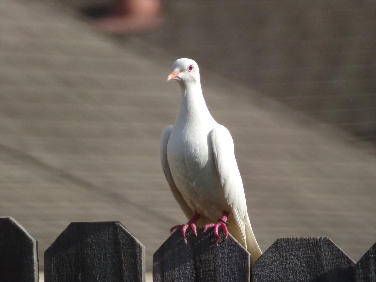 Сизый голубь (Одомашненного типа) - ML621131892