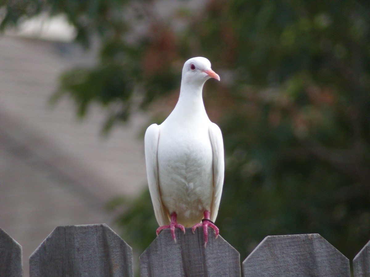 Сизый голубь (Одомашненного типа) - ML621131893