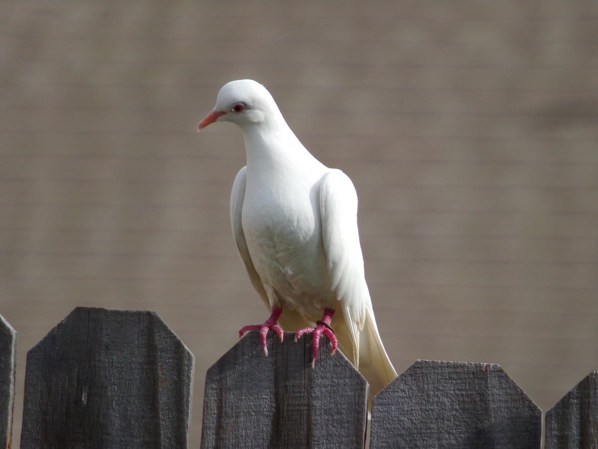 Rock Pigeon (Feral Pigeon) - ML621131895
