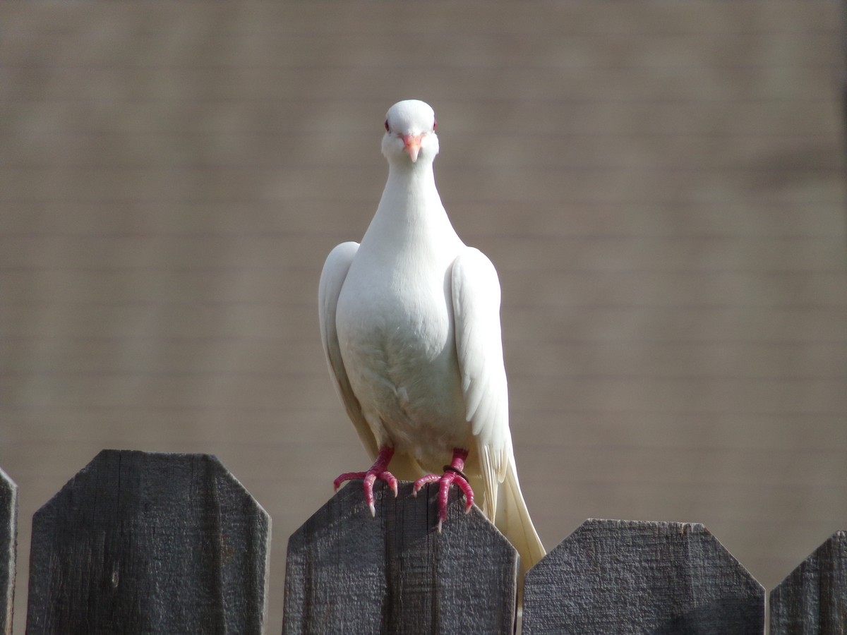 Pigeon biset (forme domestique) - ML621131896