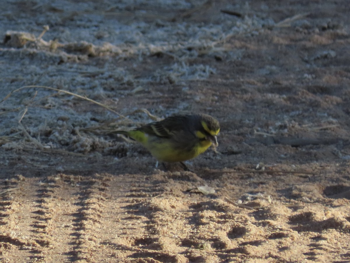 Yellow-fronted Canary - ML621131902