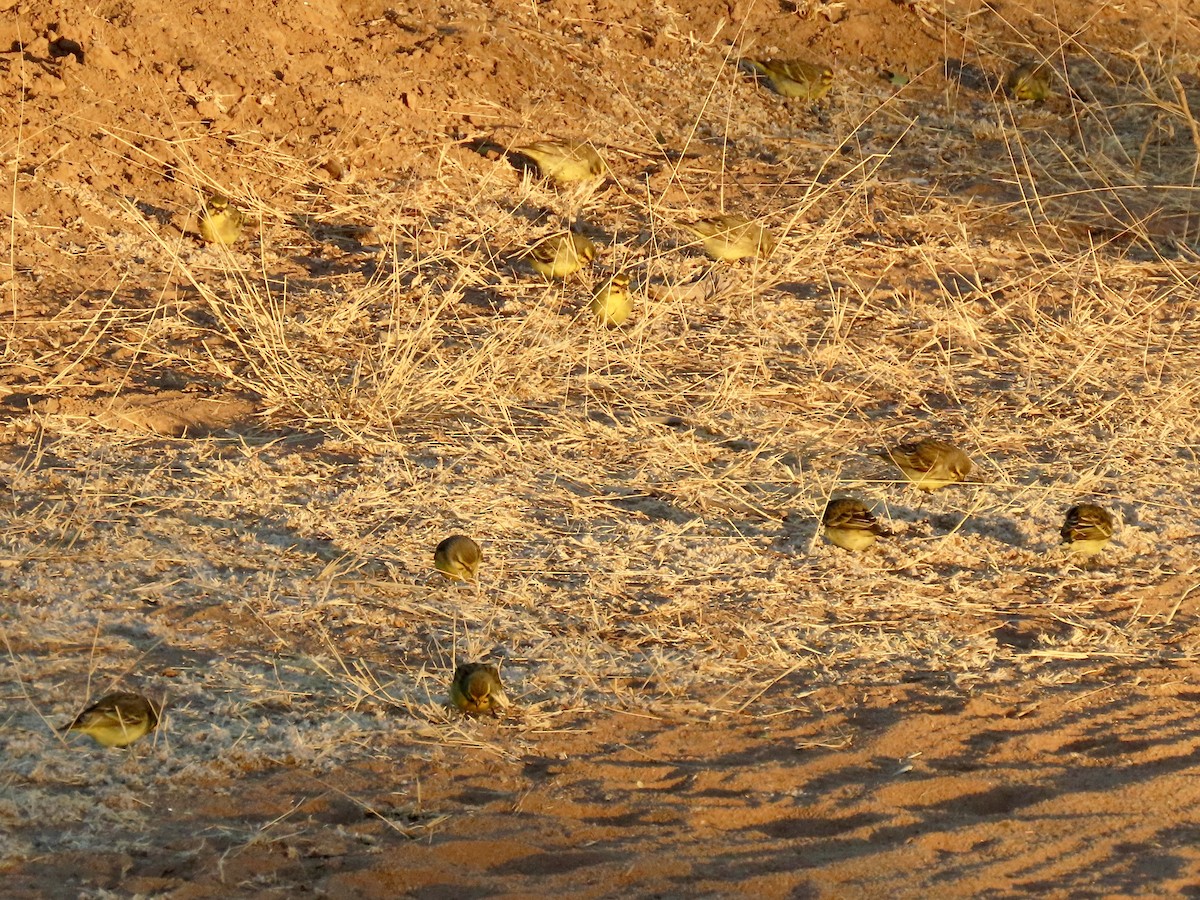 Yellow-fronted Canary - ML621131903