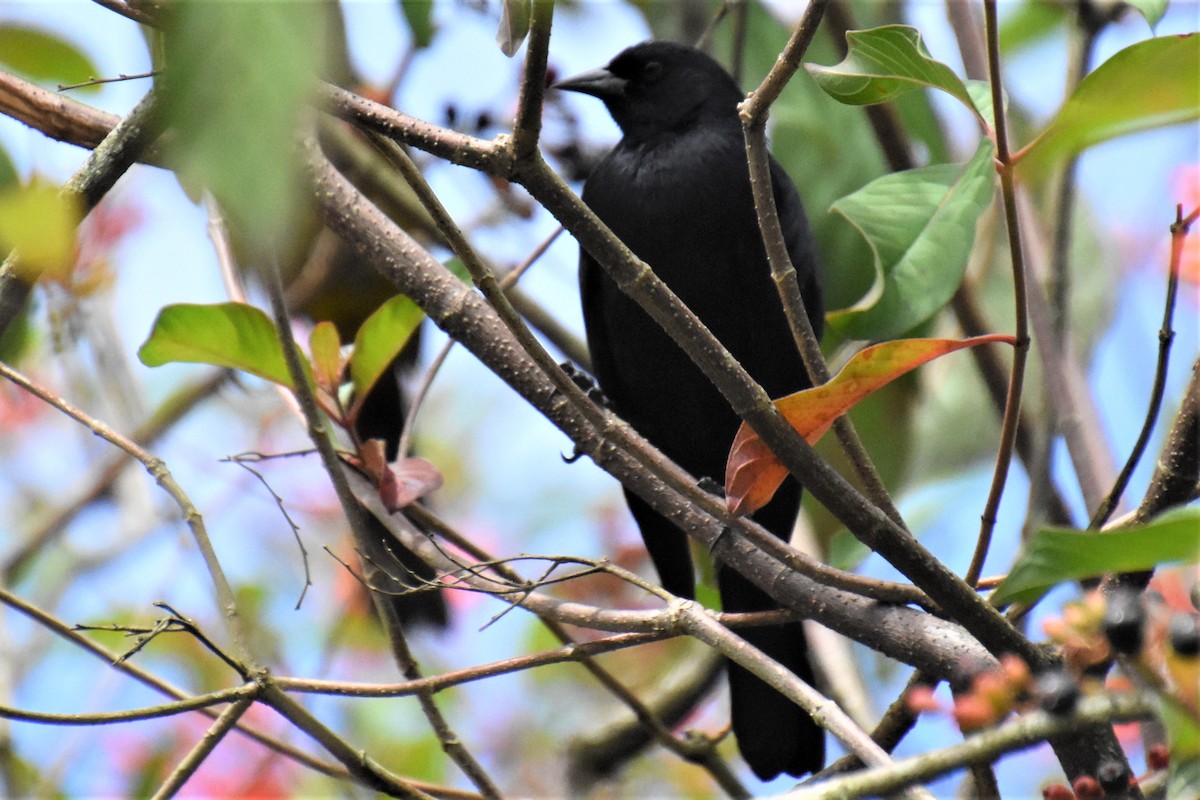 Cuban Blackbird - ML621131922