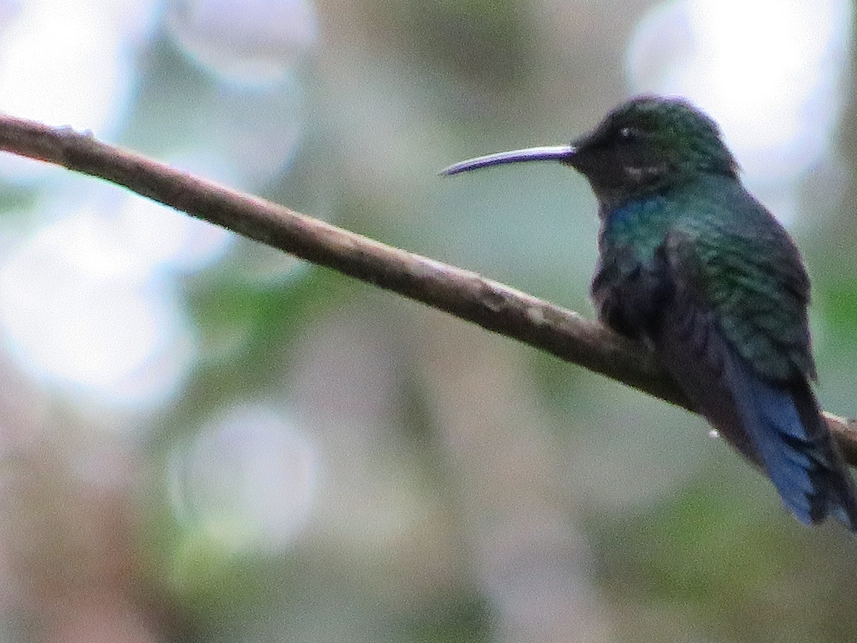 kolibřík nymfový - ML621131931