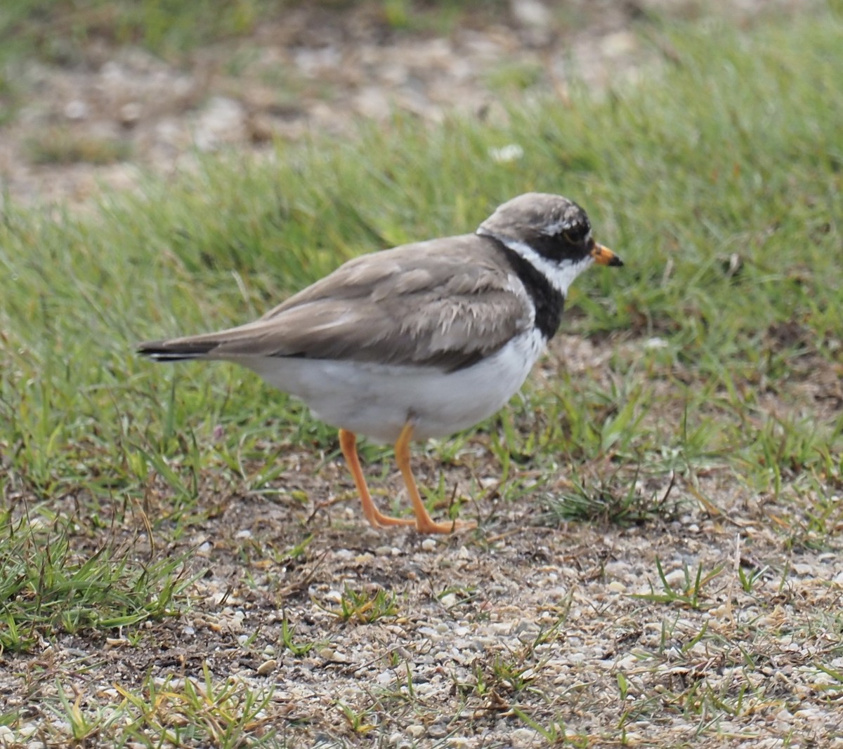 Common Ringed Plover - Michael Lemcke