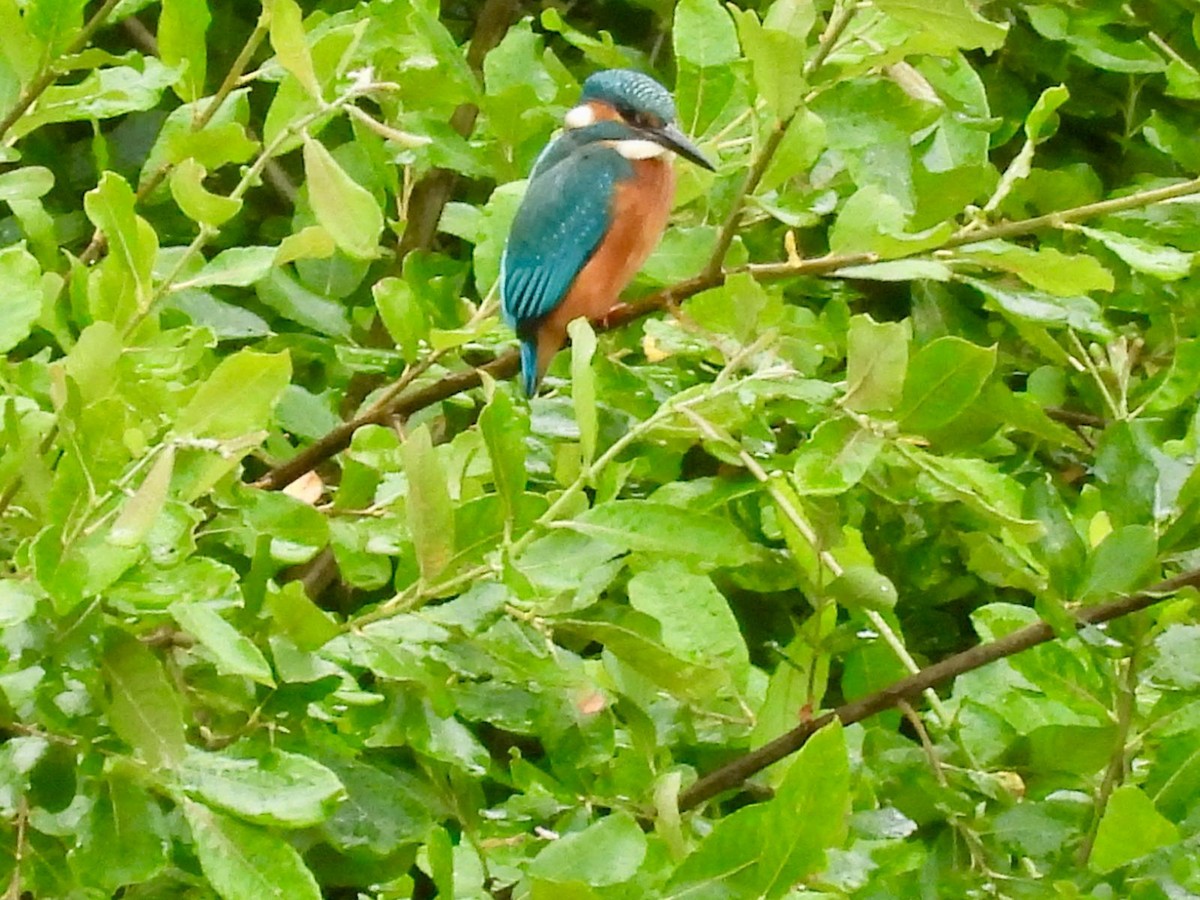 Common Kingfisher - ML621131938