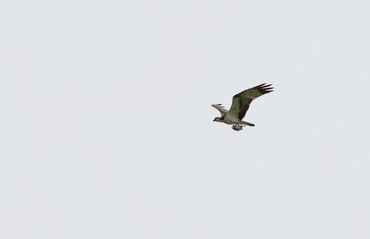 Águila Pescadora - ML621131944