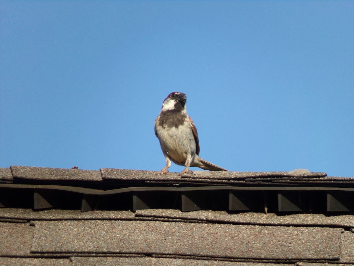 House Sparrow - ML621131951