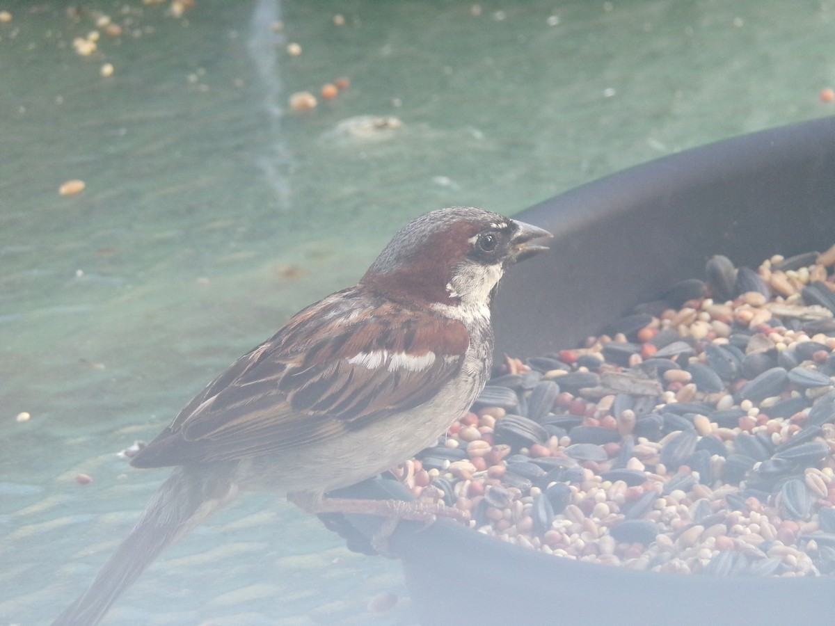 House Sparrow - ML621131953