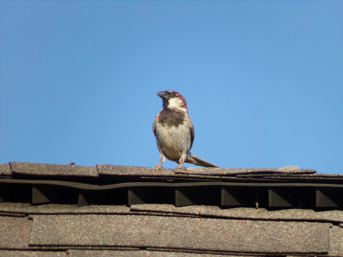 House Sparrow - ML621131954