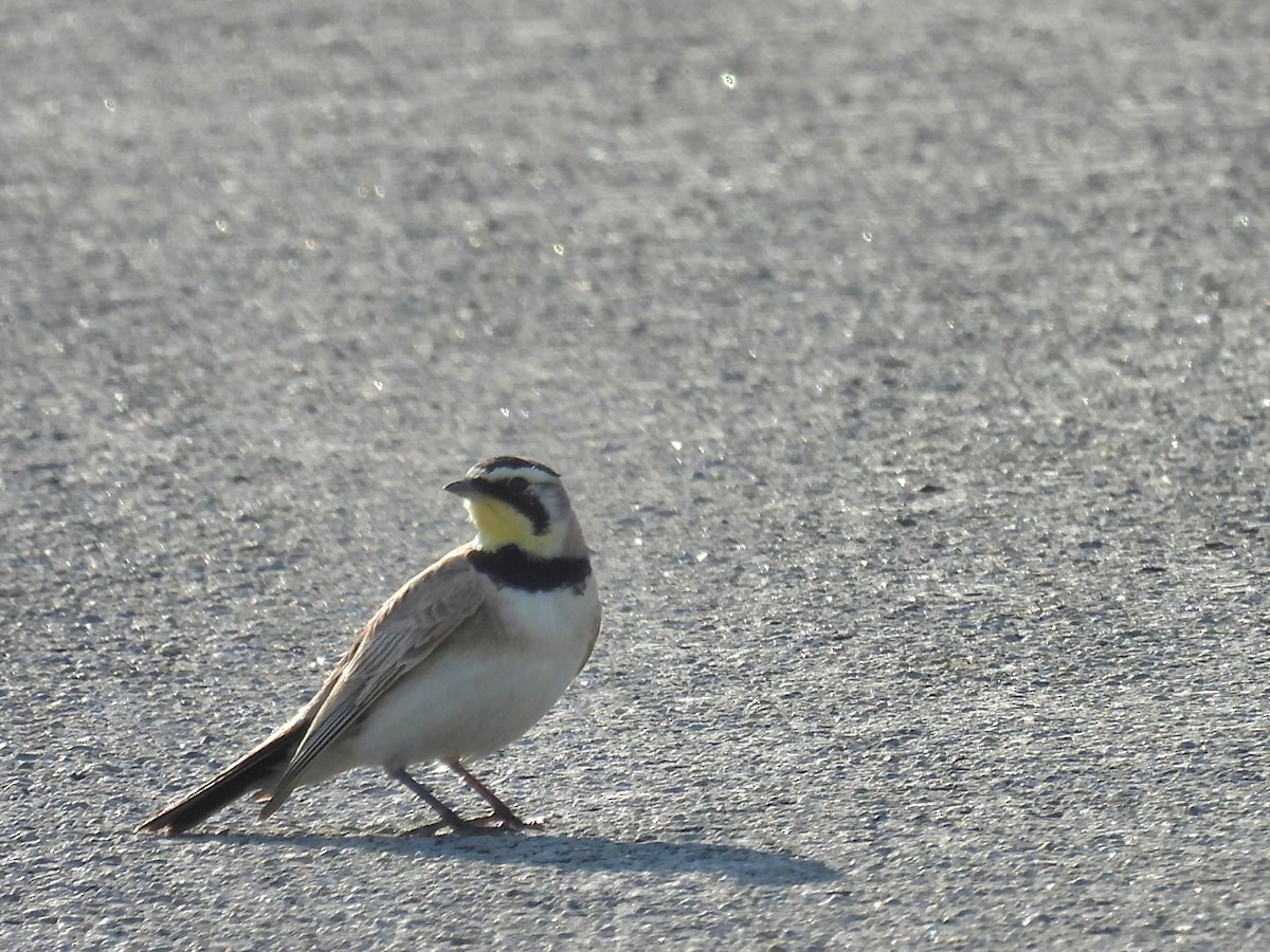 Horned Lark - ML621131995