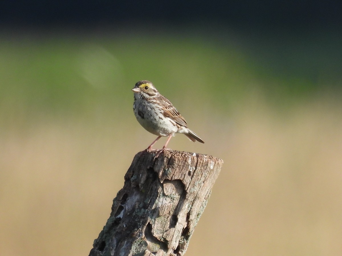 Savannah Sparrow - ML621132052