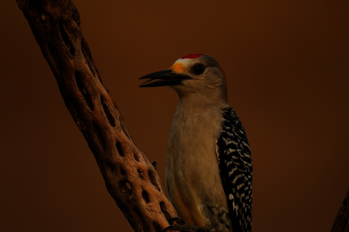 Golden-fronted Woodpecker - ML621132056