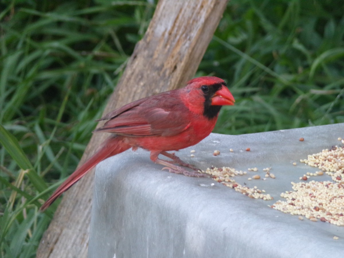Cardinal rouge - ML621132081