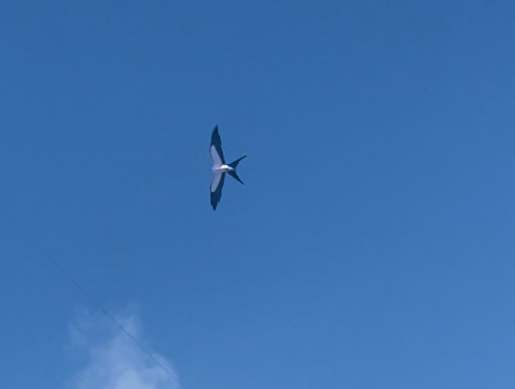 Swallow-tailed Kite - ML621132108