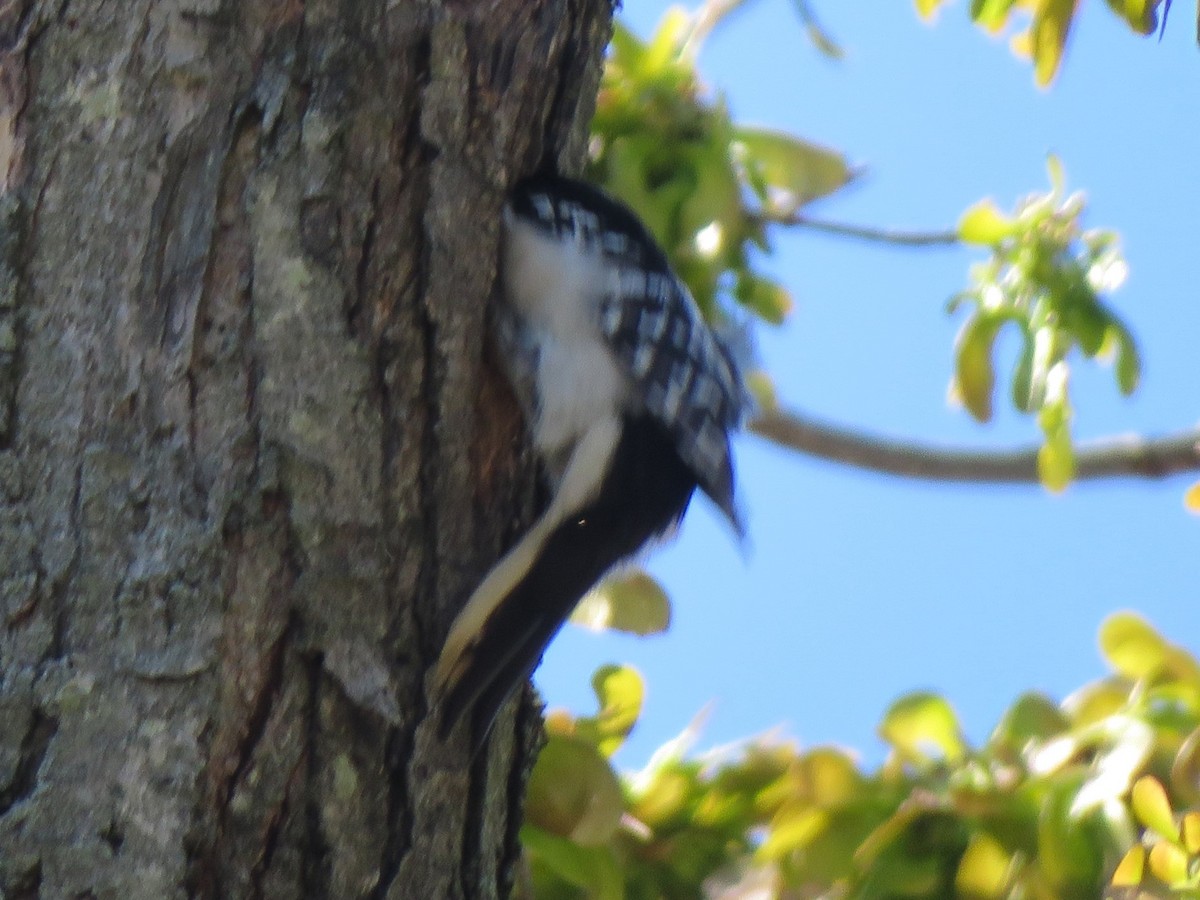 Hairy Woodpecker (Eastern) - ML621132129