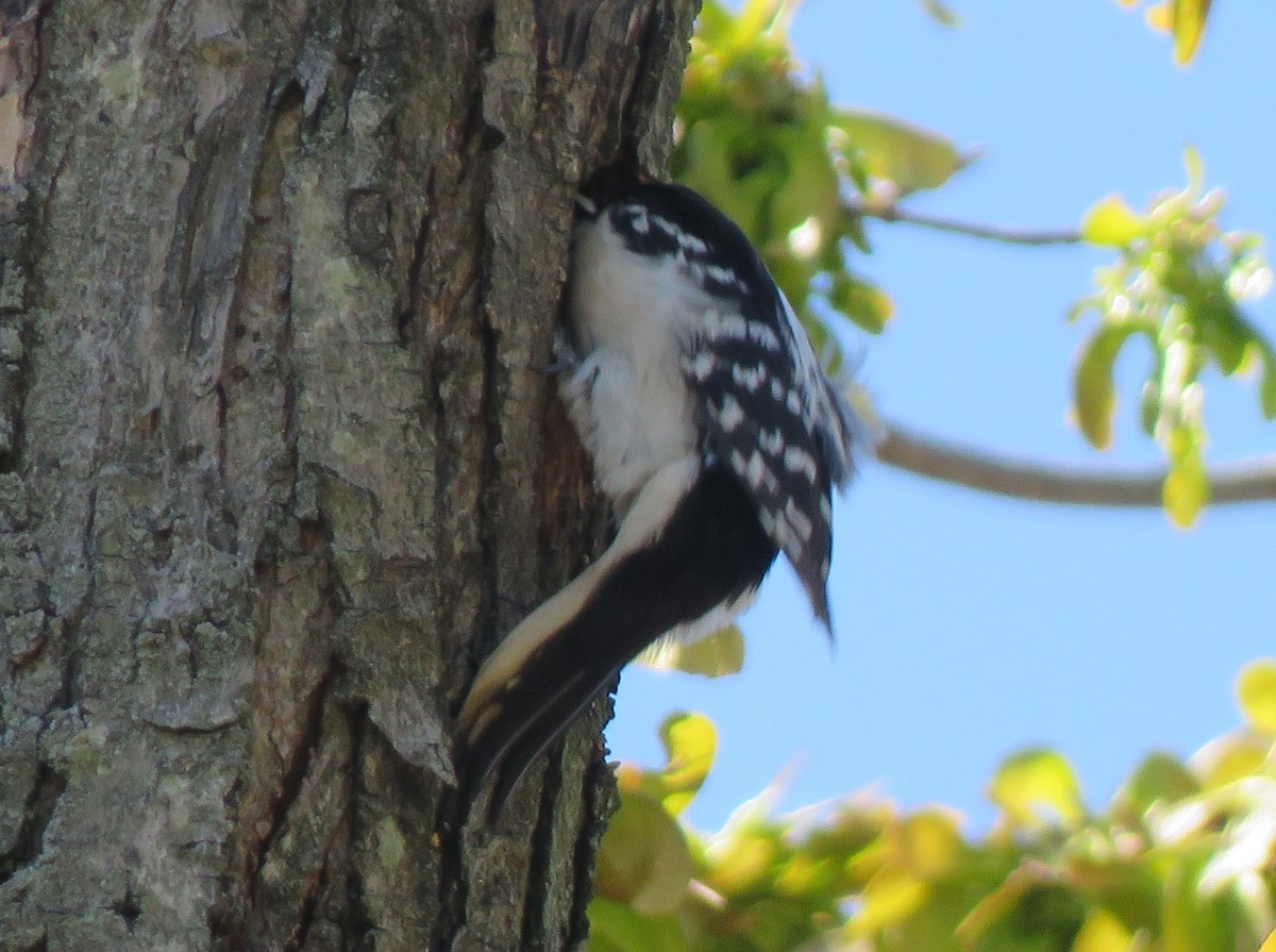 Hairy Woodpecker (Eastern) - ML621132130
