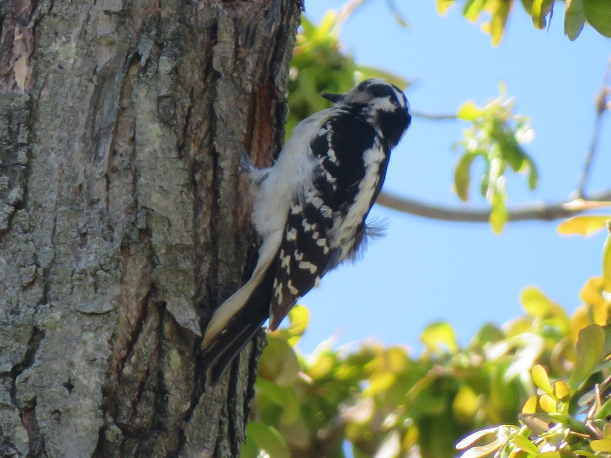 Hairy Woodpecker (Eastern) - ML621132131