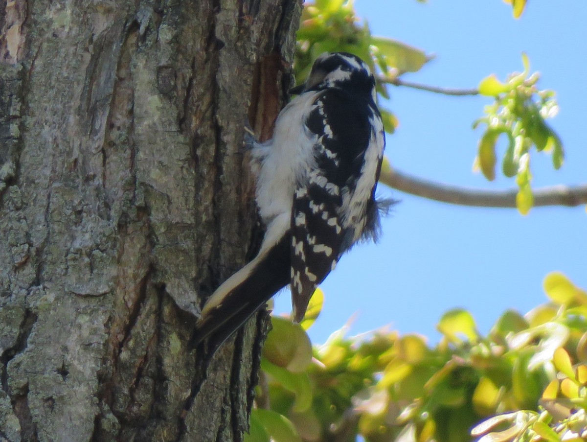 Hairy Woodpecker (Eastern) - ML621132135