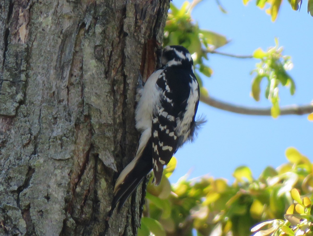 Hairy Woodpecker (Eastern) - ML621132136