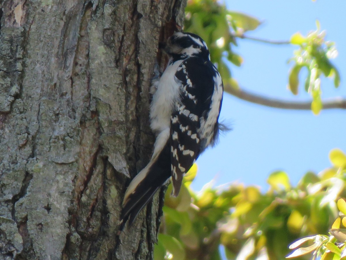 Hairy Woodpecker (Eastern) - ML621132137